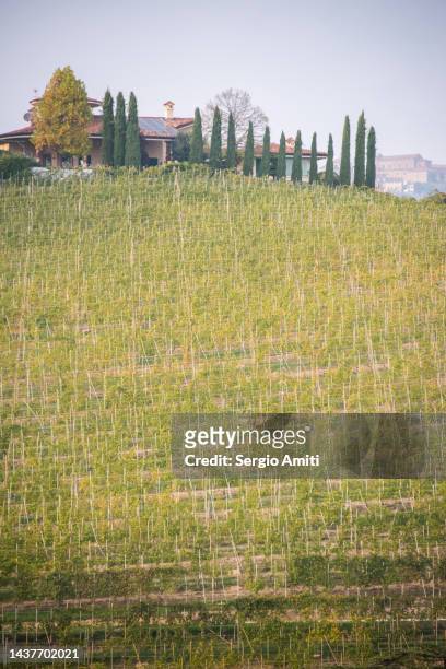barolo vineyards - piedmont stock pictures, royalty-free photos & images