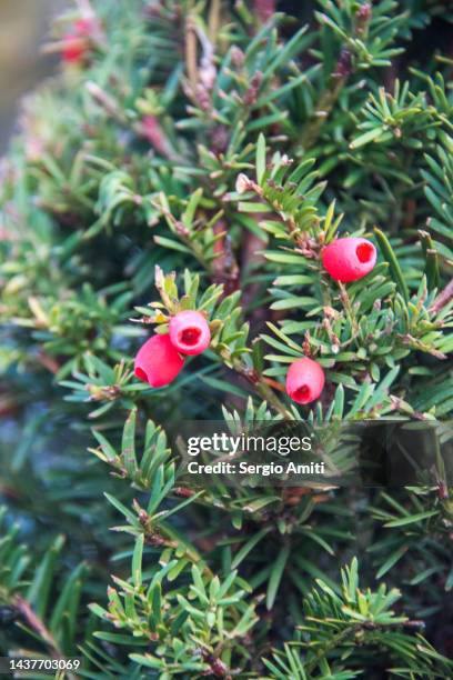 taxus baccata - tejo fotografías e imágenes de stock