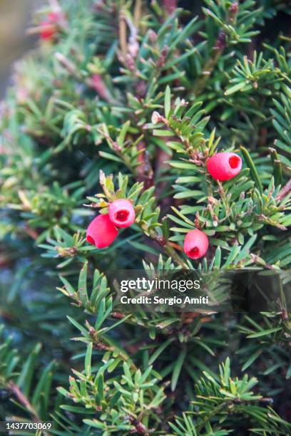 taxus baccata - yew tree stock pictures, royalty-free photos & images