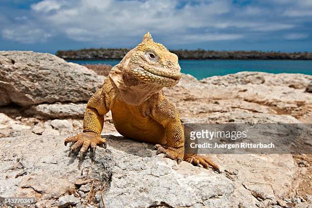 galapagos land iguana, conolophus subcristatus - îles galapagos photos et images de collection