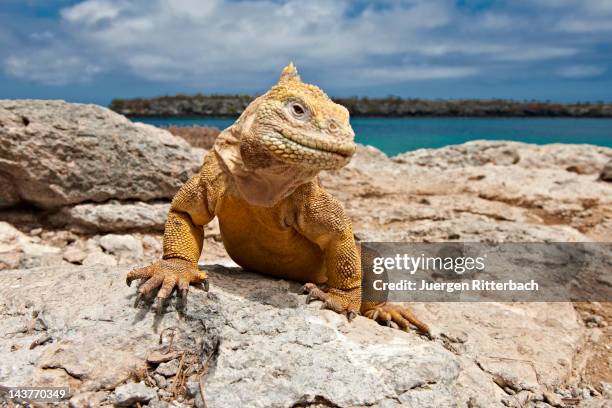 galapagos land iguana, conolophus subcristatus - galapagos islands stock pictures, royalty-free photos & images