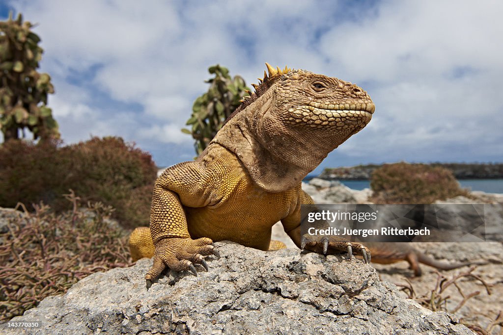 Galapagos Land Iguana, Conolophus subcristatus