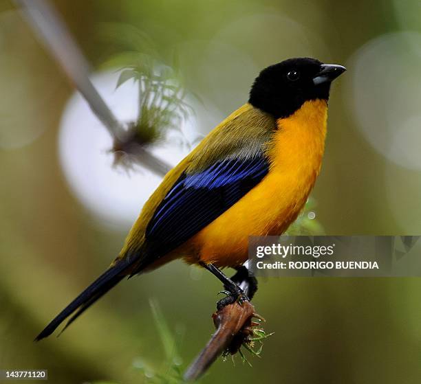 Black Chinned Mountain Tanager is seen at the private reserve of Paz de las Aves near Nanegalito, Ecuador, 65 Km north of Quito on April 4, 2012....