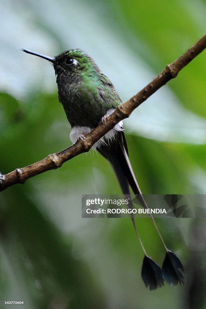A Booted Racket Tail (Ocreatus indurwood