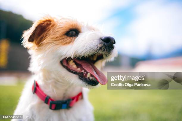 playful jack russell terrier dog with sticking tongue. - jack russell stock pictures, royalty-free photos & images