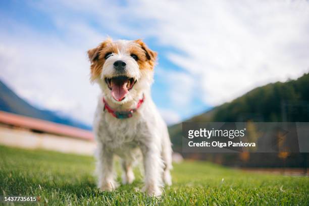 playful jack russell terrier dog with sticking tongue. - terrier jack russell foto e immagini stock