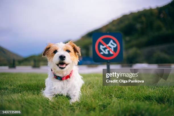 jack russell terrier dog next to no dog feces signboard - jack cortese foto e immagini stock