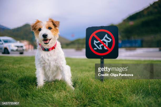jack russell terrier dog next to no dog feces signboard - stool stockfoto's en -beelden