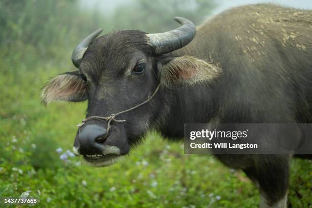 bufalo d'acqua nella fattoria sapa, vietnam - bufalo indiano foto e immagini stock
