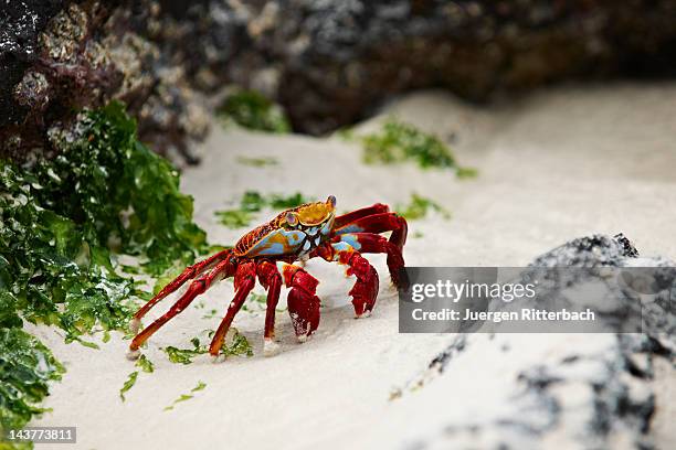 red rock crab, grapsus grapsus - puerto ayora stock pictures, royalty-free photos & images