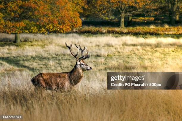 side view of red deer standing on field - p&g stock pictures, royalty-free photos & images