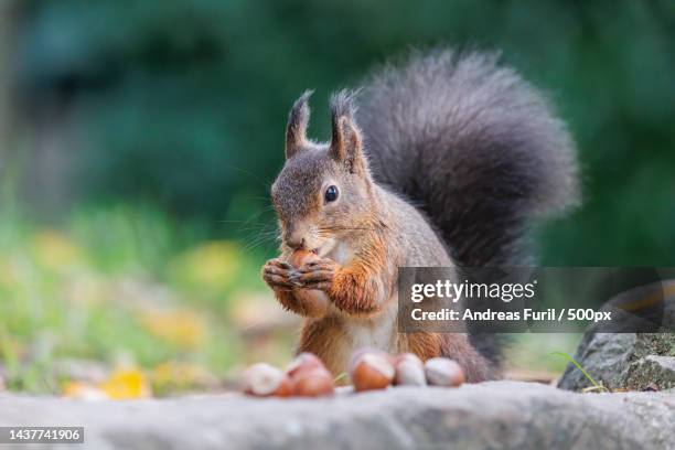 close-up of squirrel eating food on rock - squirrel fotografías e imágenes de stock