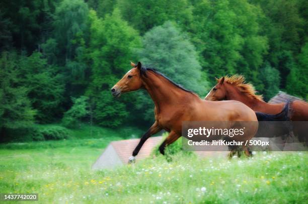 side view of young woman riding thoroughbred arabian horse on field,czech republic - kuchar stock pictures, royalty-free photos & images