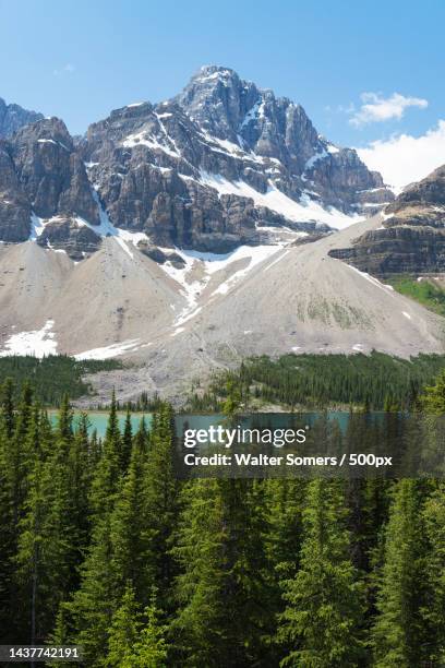 scenic view of pine trees against sky,bow lake,canada - rio bow - fotografias e filmes do acervo