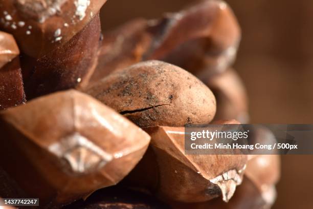 close-up of pine nut on pine cone - pijnboompit stockfoto's en -beelden