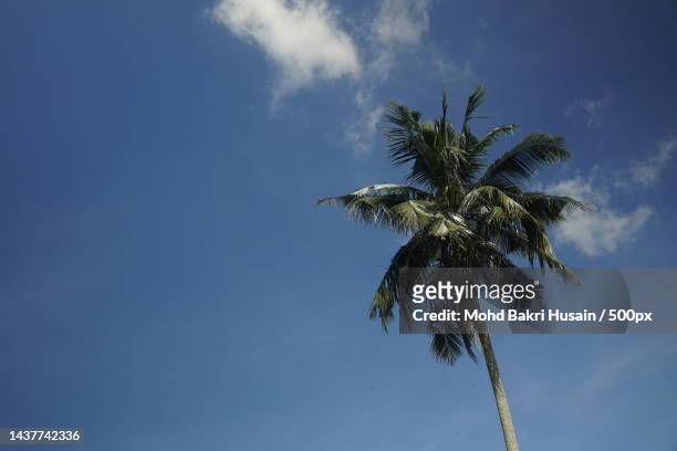 coconut palm tree against blue sky,kuala lumpur,malaysia - mohd bakri husain bildbanksfoton och bilder