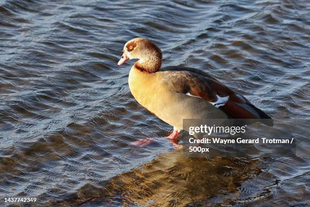 high angle view of duck swimming in lake,united kingdom,uk - wayne gerard trotman stockfoto's en -beelden