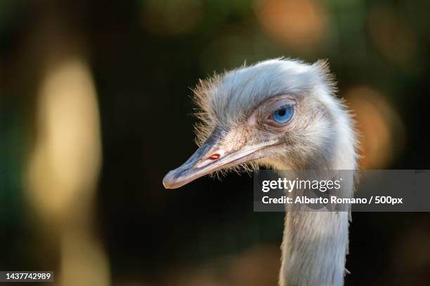 close-up of ostrich - ostrich ストックフォトと画像