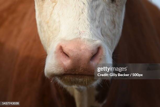 close-up portrait of cow - close up of cows face stock pictures, royalty-free photos & images