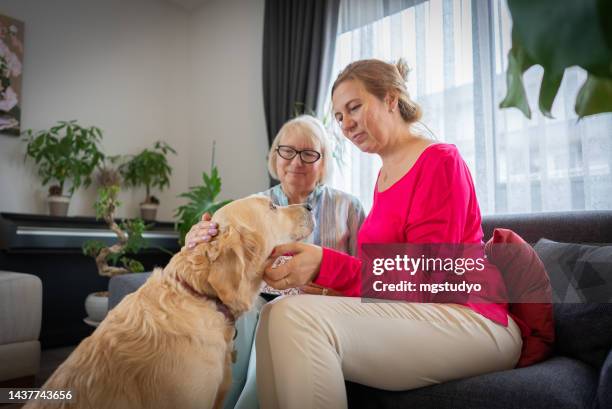 senior mother , daughter and their golden retriever dog are having a fun in living room. - old golden retriever stock pictures, royalty-free photos & images