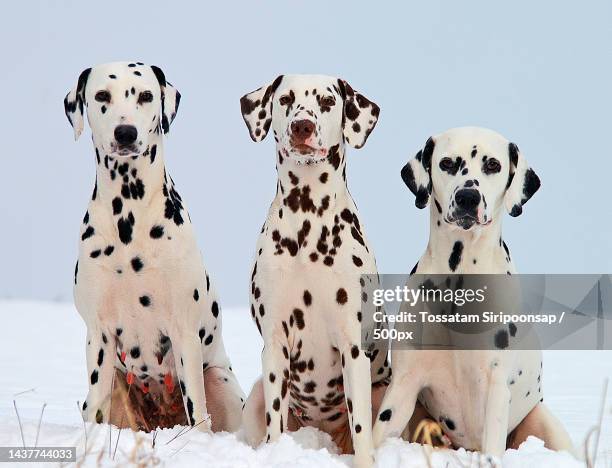 portrait of dogs sitting on snow against sky,united states,usa - dalmatiner stock-fotos und bilder