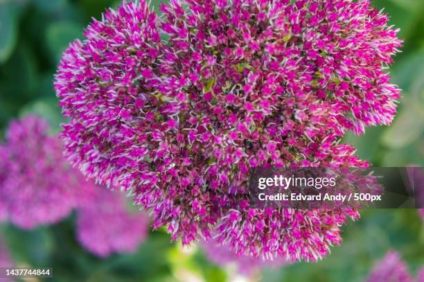 close-up of pink flowering plant,rostov oblast,russia - rostov oblast stock-fotos und bilder