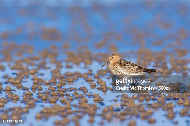close-up of dunlin perching on shore at beach,south wales,united kingdom,uk - dunlin bird stock pictures, royalty-free photos & images