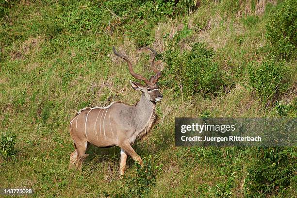 greater kudu, tragelaphus strepsiceros - kudu stock-fotos und bilder