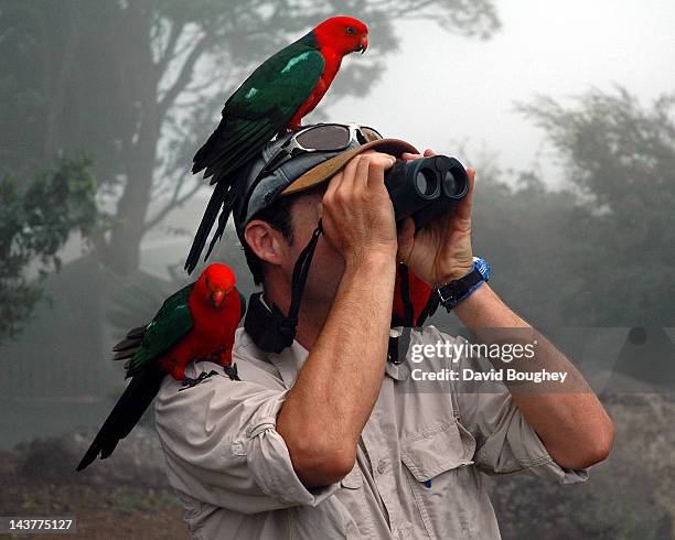 bird watching with king parrots and binoculars - australia bird stockfoto's en -beelden