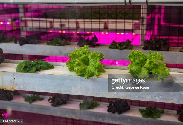 The urban Vertical Harvest, located in a high-rise glass building in downtown Jackson, grows lettuce, micro greens and tomatoes in a large vertical...