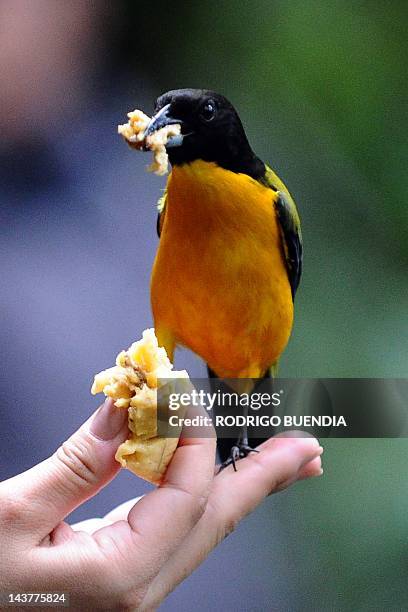 Black Chinned Mountain Tanager is fed at the private reserve of Paz de las Aves near Nanegalito, Ecuador, 65 Km north of Quito on April 4, 2012....