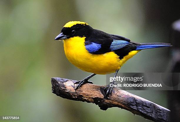Black Chinned Mountain Tanager is seen at the private reserve of Paz de las Aves near Nanegalito, Ecuador, 65 Km north of Quito on April 4, 2012....