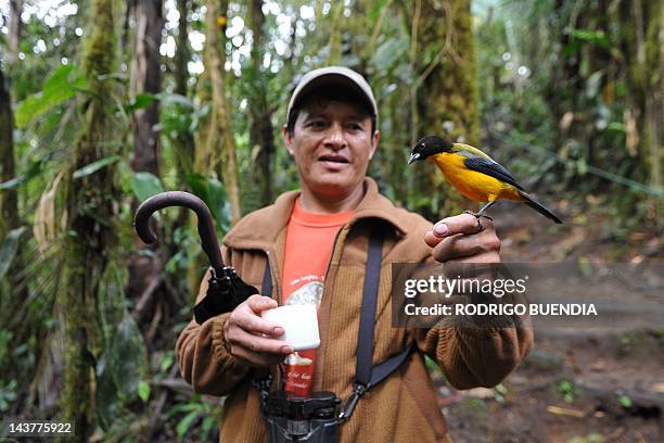 Angel Paz, a native guide, shows a Black Chinned Mountain Tanager at the private reserve of Paz de las Aves near Nanegalito, Ecuador, 65 Km north of...