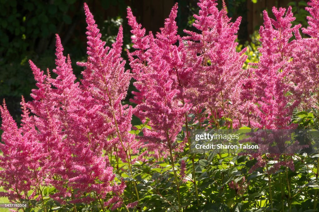 False Goatsbeard Roots Pink Astilbe False Goats Beard False Spirea Photo - Getty Images