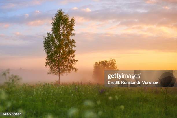 lonely tree at the edge of the forest. green meadow in the foreground. beautiful dawn sky, morning mist - backlight　green ストックフォトと画像