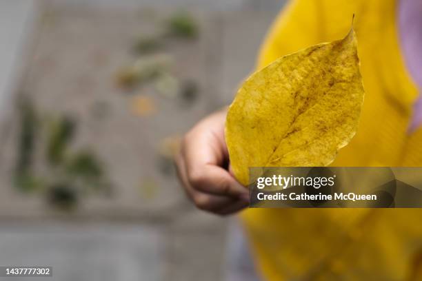 young mixed-race girl holding a yellow leaf - kid looking down stock pictures, royalty-free photos & images