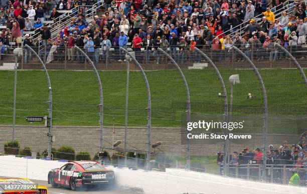 Ross Chastain, driver of the Moose Fraternity Chevrolet, rides the wall on the final lap of the NASCAR Cup Series Xfinity 500 at Martinsville...