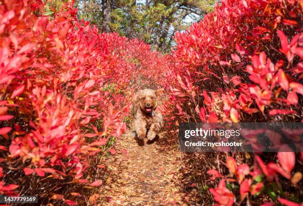 golden doodle running towards camera on hiking trail - varierande växtfärg bildbanksfoton och bilder