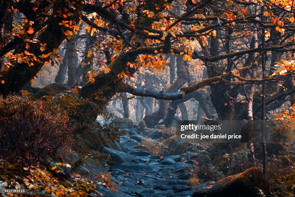 Early Morning Ancient Woodland Padley Gorge Grindleford Peak District early-morning-ancient-woodland-padley-gorge-grindleford-peak-district