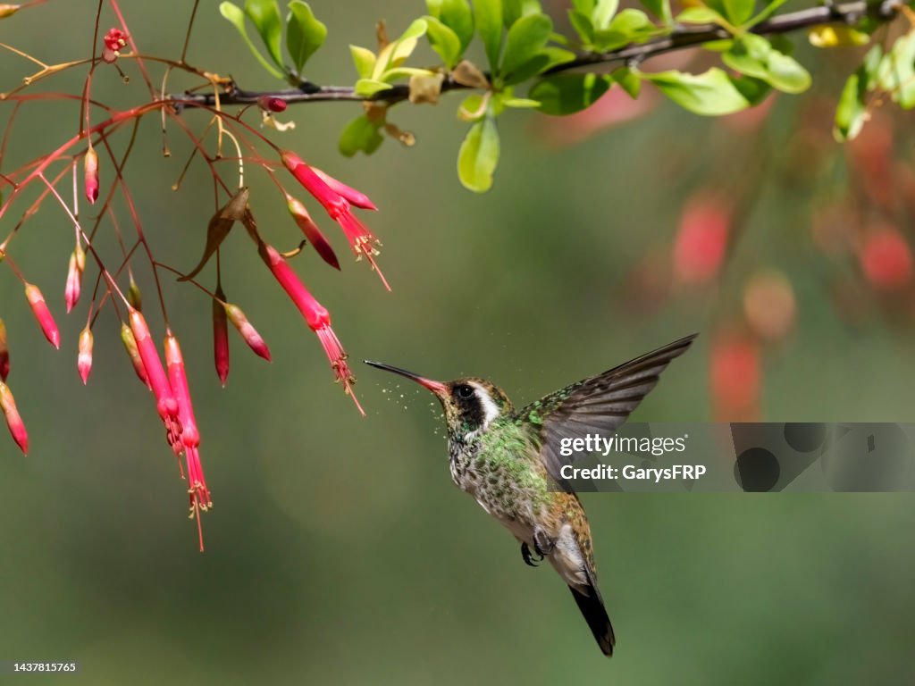 White-eared Hummingbird Feediing Mid-air in Arizona