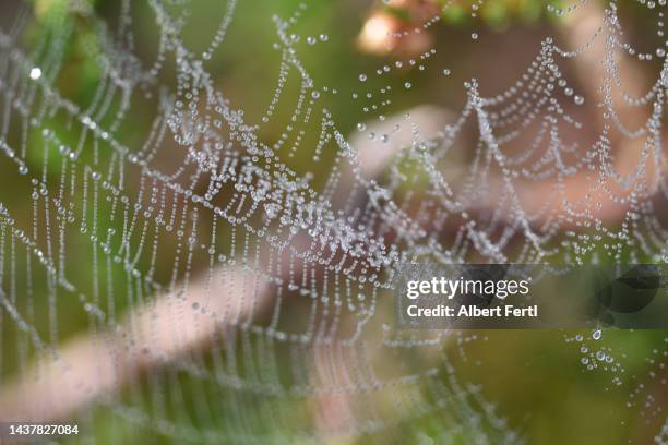 Spider Web Insect 19,892 Spider Web Close Up Stock Photos, High-Res Pictures, and Images ...