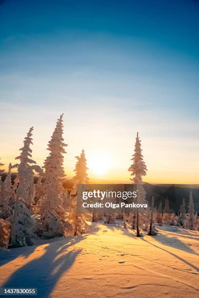 picturesque view of the winter spruce forest at sunset. - polar climate ストックフォトと画像