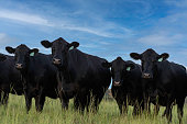 Angus cows in a line looking at camera