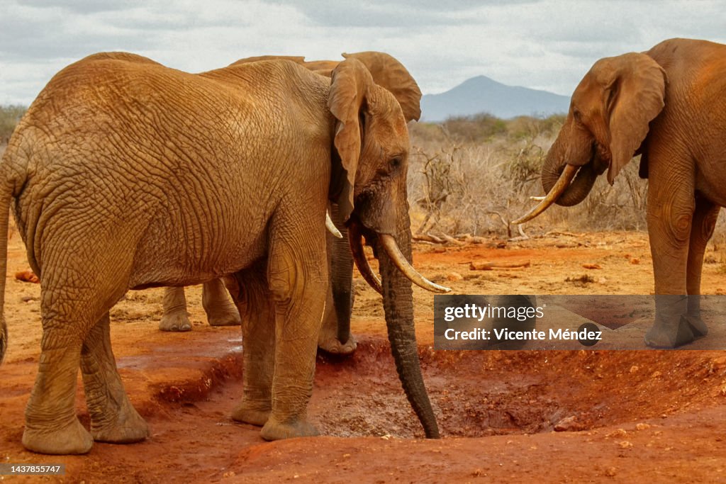 Herd of elephants in Tsavo East National Park (Kenya)