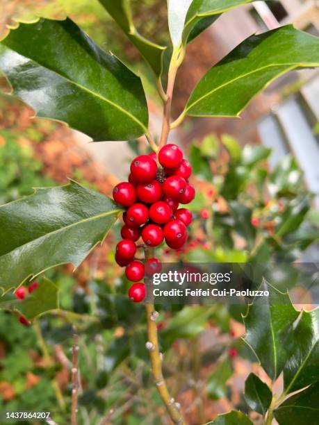 close-up-of-holly-plant-and-