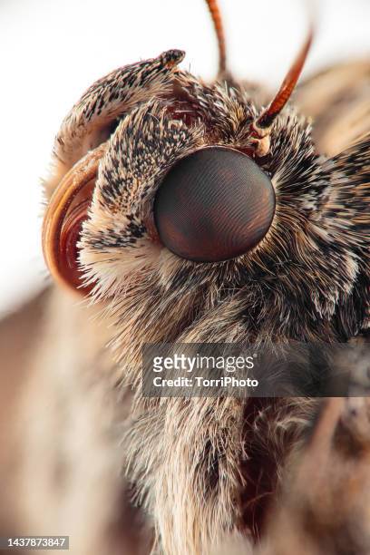 extreme close-up of moth eye - ojo compuesto fotografías e imágenes de stock