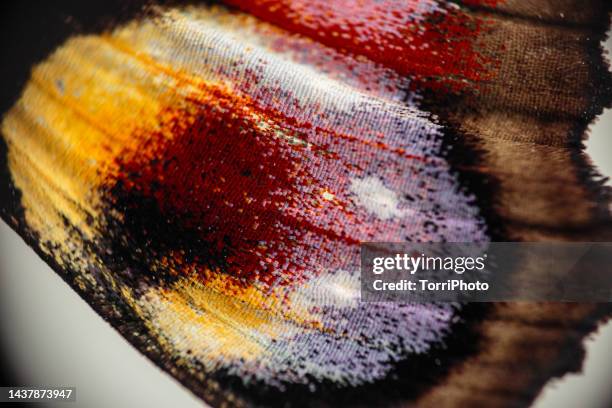 extreme close-up of butterfly wing - paon de jour photos et images de collection