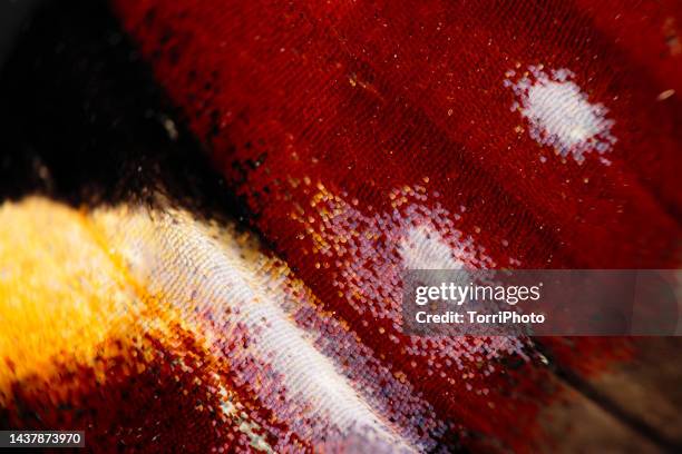 extreme close-up of butterfly wing - huge butterfly stock pictures, royalty-free photos & images