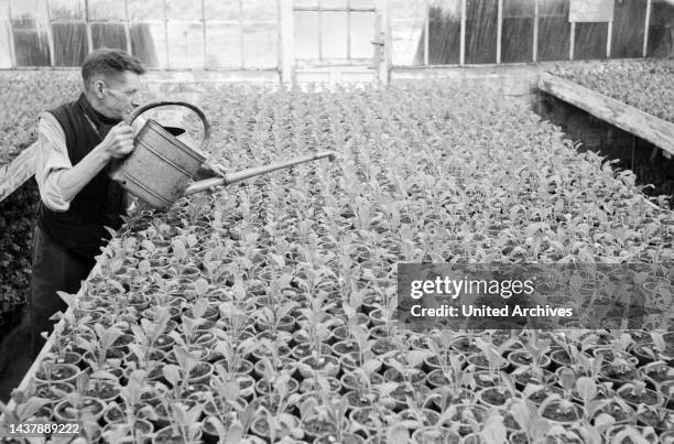 Aussaat, Pflege und Kommissionierung von Frühgemüse in einer Gärtnerei in Berlin, Deutschland 1947.