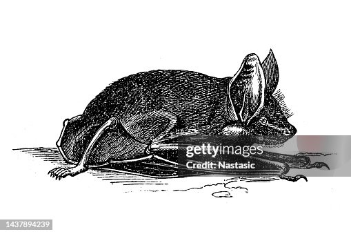 Common bat Common bat